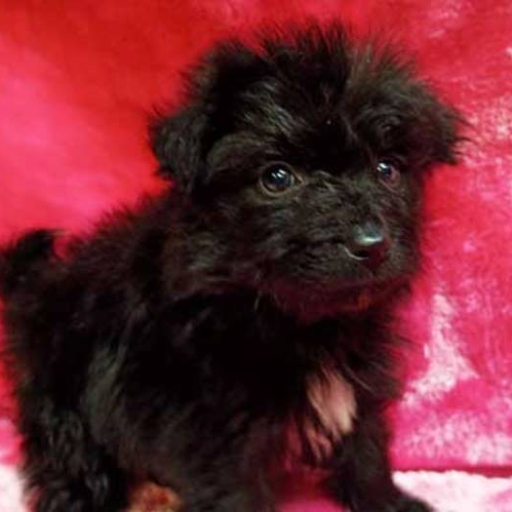 Onyx 3